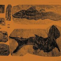 Annelies Monsere - Mares vinyl cover