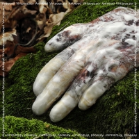 Antwood - Virtuous.scr vinyl cover