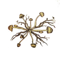 Asian Psilocybe Foundation - Daikaku vinyl cover