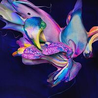 Avondlicht - Hyperromance vinyl cover