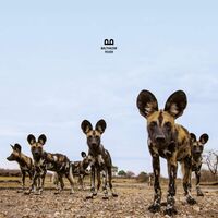 Balthazar - Fever vinyl cover