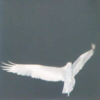 Bardo Pond - Adrop / Circuit Viii vinyl cover