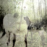 Bart De Paepe - Pagus Wasiae vinyl cover