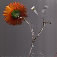 Basile3 - 43C vinyl cover