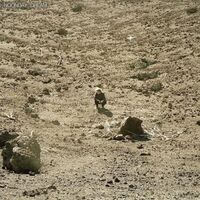 Ben Howard - Noonday Dream vinyl cover