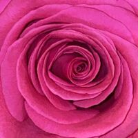 Bilderbuch - Gelb Ist Das Feld 2Nd Edition 180Gr. vinyl cover