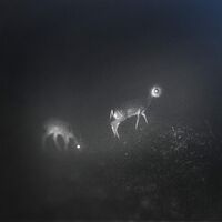 Bliss Signal - Bliss Signal vinyl cover