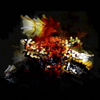 Bogus Order - Bullnose Step vinyl cover
