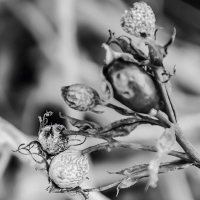 Bona Fide - Wiek vinyl cover