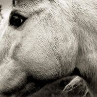 Bonny Light Horseman - Bonny Light Horseman vinyl cover