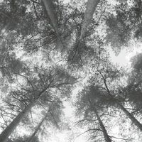 Cassandra Miller - Traveller Song/Thanksong vinyl cover