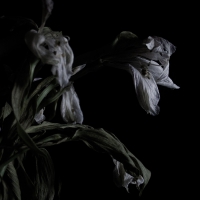 Cavernlight - As We Cup Our Hands & Drink From The Stream Of Our vinyl cover