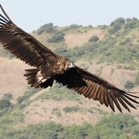 Ciutat - Brandon vinyl cover