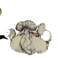 Coil - Ape Of Naples vinyl cover