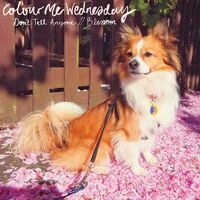 Colour Me Wednesday - Don't Tell Anyone / Blossom vinyl cover