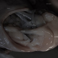 Croatian Amor - Love Means Taking Action vinyl cover