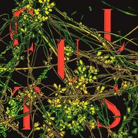 Cults - Host vinyl cover