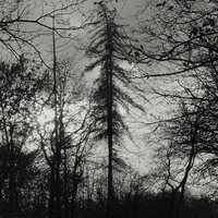 Curse All Kings - Feral Earth vinyl cover