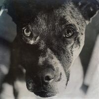 D L Burden - Wind & The Runaway vinyl cover