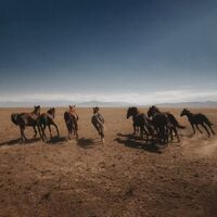 Dan Shake - Verde vinyl cover