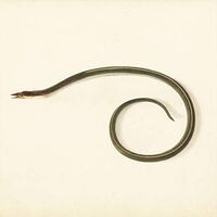 Desaccord Majeur - Sunquake vinyl cover