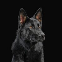 Die Nerven - Die Nerven vinyl cover