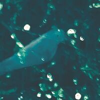 Doug Wieselman - Wa-Zoh vinyl cover