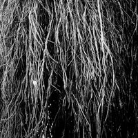 Eraldo Bernocchi - Nocturnal Rainforest vinyl cover
