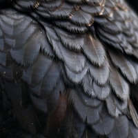 Ex People - Bird vinyl cover