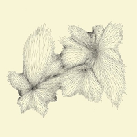 Eyvind Kang - Plainlight vinyl cover
