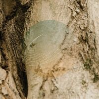 Field Works - Maples, Ash, And Oaks: Cedars Instrumentals vinyl cover