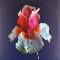 Flume - Tiny Cities Feat Beck vinyl cover