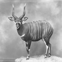 G.h. - Housebound Demigod vinyl cover