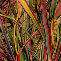 Gengahr - Where Wildness Grows vinyl cover