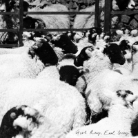 Girl Ray - Earl Grey vinyl cover