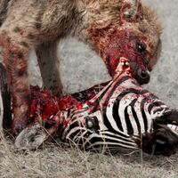 God Is War - Predation Perfected vinyl cover