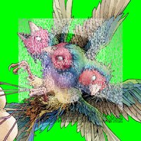Gouldian Finch - Hatch vinyl cover