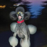Hit Bargain - A Dog A Deer A Seal vinyl cover