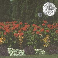 Imaginary Softwoods - Annual Flowers In Color vinyl cover