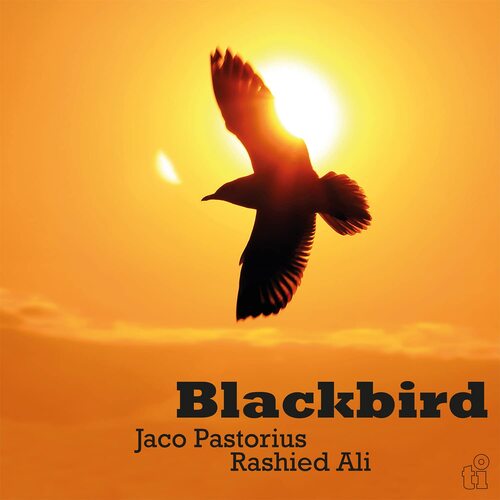 Jaco / Ali Pastorius - Blackbird