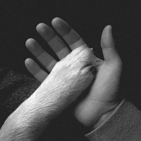Jaws Of Love. - Tasha Sits Close To The Piano vinyl cover