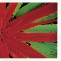 Jejune - This Afternoons Malady vinyl cover