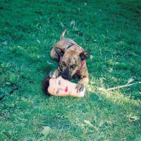 Joyce Manor - Cody vinyl cover