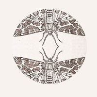 Jute Gyte - Sparrow vinyl cover