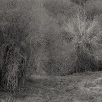 K. Leimer - Atrophies For Piano (White) vinyl cover