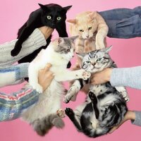 Kinoko Teikoku - Neko To Allergy vinyl cover