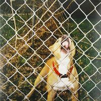 Knocked Loose - Pop Culture vinyl cover