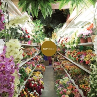 Kuf - Gold vinyl cover