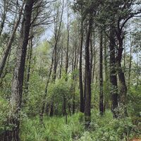 L.a. - Evergreen Oak vinyl cover