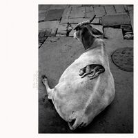 Leo Abrahams / Shahzad Ismaily - Visitations vinyl cover